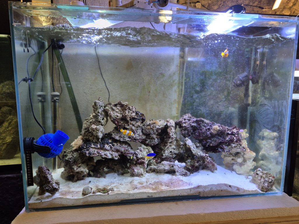 Photo de l'aquarium avec Poisson-Clown et Demoiselle.